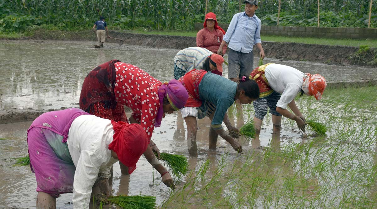 झापामा वर्षा अभावले रोपाइँ सुस्त, मल आपूर्तिमा समेत समस्या